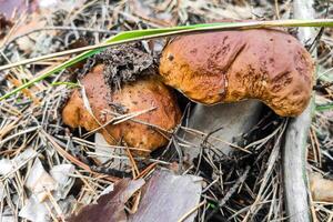 el grande seta boleto edulis crece en un conífero bosque. foto