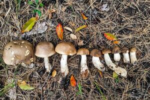 leccinum escabrum en el suelo seta cosecha. foto