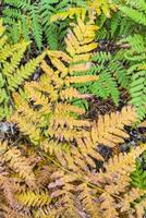 Phegopteris connectilis green and yellow in the forest close-up. photo