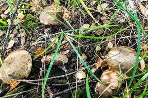 leccinum crecer en el césped en el abedules, el cosecha de hongos. foto