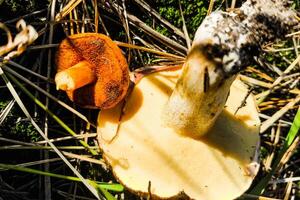 Mushroom Chalciporus piperatus and Suillus close-up comparison. photo