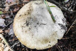The most poisonous mushroom Amanita phalloides in the forest close-up. photo