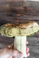 A large Boletus edulis mushroom in the hands of a forester. photo