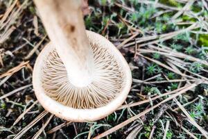 seta tricoloma fulvum en el bosque de cerca. foto