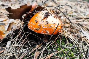 Mushroom poisonous amanita muscaria grows in the autumn forest. photo