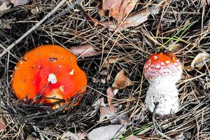 seta venenoso amanita muscaria crece en el otoño bosque. foto