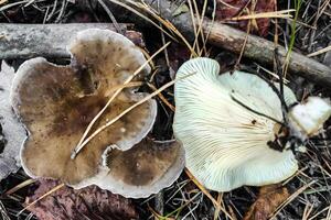 Mushroom Rhodocollybia butyracea in the forest close-up. photo