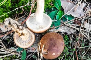 Mushroom Tricholoma fulvum in the forest close-up. photo