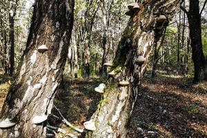 el hongo fomes fomentarius es un parásito en arboles en el bosque. foto