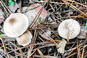 Mushroom rhodocollybia maculata in the forest close-up. photo