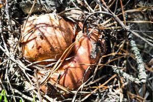 Suillus growing on grass in coniferous forest, mushroom harvest. photo