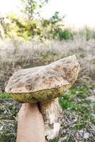 un grande boleto edulis seta en el manos de un guardabosque. foto