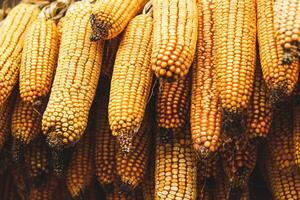 Harvest heads of corn hanging in a farm for animal feed photo