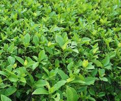 The background is a plant with bright green small leaves, this plant looks like tea leaves photo