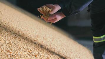 Farmer Inspecting Wheat Grains at Harvest in Warehouse, Hand pouring golden wheat grains in sunlight. video