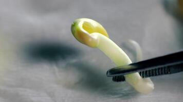 The researcher holds the germinated sprout with tweezers. A close-up view of a soybean sprout in the laboratory. Macro shooting. video