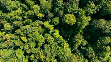 top visie van de boomtoppen van een groen gematigd gemengd Woud. groen bomen in zomer. video