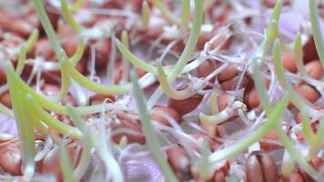 germinado haba de soja coles en el laboratorio de cerca. investigación en el crecimiento de haba de soja coles en laboratorio condiciones. video