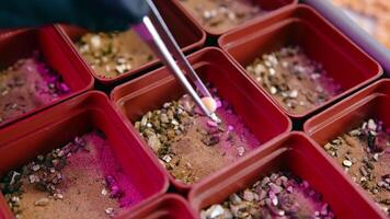 een Onderzoek assistent planten een soja zaad in de laboratorium. aanplant een soja zaailing. aanplant een genetisch gewijzigd fabriek video
