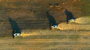 aéreo ver haba de soja cosecha. Tres cosechadoras cosecha soja en un campo a atardecer, parte superior vista. video