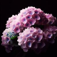 AI generated Hydrangea isolated on black background. Flowers and plants in spring. photo