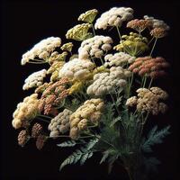 AI generated Achillea millefolium isolated on black background. Flowers and plants in spring. photo