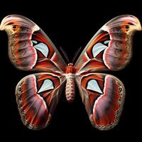 AI generated Attacus atlas butterfly isolated on black background. Insects in nature. photo