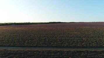 Antenne Aussicht von das Pfad im das Lavendel Feld. Schuss. schön Lavendel Feld im Provence in der Nähe von das Grün Bäume gegen Blau Abend Himmel beim das Sonnenuntergang. video