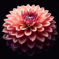 AI generated Dahlia isolated on black background. Flowers and plants in spring. photo