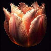 AI generated Tulip isolated on black background. Flowers and plants in spring. photo
