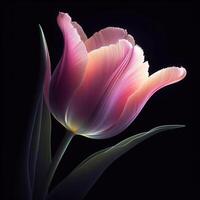 AI generated Tulip isolated on black background. Flowers and plants in spring. photo