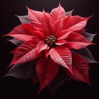 AI generated Poinsettia isolated on black background. Flowers and plants. photo