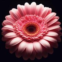 AI generated Pink gerbera isolated on black background. Flowers and plants in spring. photo