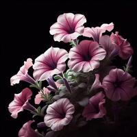 ai generado petunia aislado en negro antecedentes. flores y plantas en primavera. foto