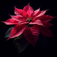 AI generated Poinsettia isolated on black background. Flowers and plants. photo