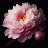 AI generated Paeonia isolated on black background. Flowers and plants in spring. photo