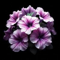 AI generated Petunia isolated on black background. Flowers and plants in spring. photo