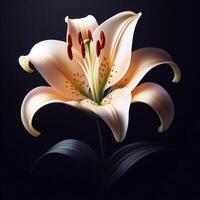 AI generated Lily isolated on black background. Flowers and plants in spring. photo