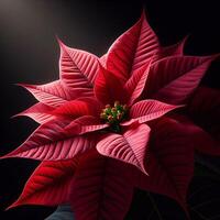 AI generated Poinsettia isolated on black background. Flowers and plants. photo