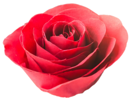 AI generated Red single rose flower on transparent. Valentine day holiday concept png
