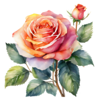 AI generated Watercolor and painting pink blooming and bud rose flowers on transparent. Valentine day holiday concept png