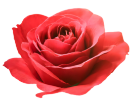 AI generated Red single rose flower on transparent. Valentine day holiday concept png