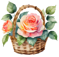 AI generated Watercolor and painting pink rose flowers in woven basket on transparent. Valentine day holiday concept png