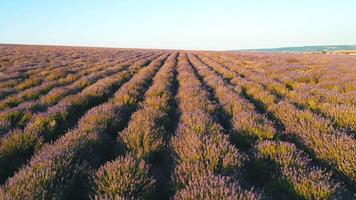 lindo Visão do a sem fim lavanda campo dentro a nascer do sol raios do a Sol. tomada. nascer do sol sobre uma verão lavanda campo dentro Provença, França. video