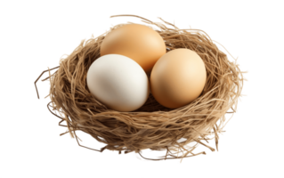 AI generated Eggs in the Nest on White Transparent Background png