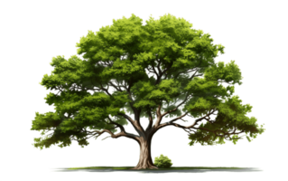 AI generated Tree on white transparent background png