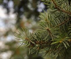 Pine tree branches and needles photo