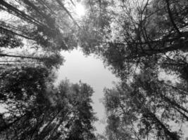 negro y blanco bosque antecedentes. naturaleza y Dom vigas foto