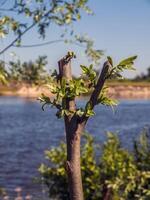 A tree branch with leaves growing on it photo