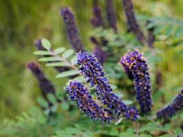 A plant with purple flowers in the grass photo